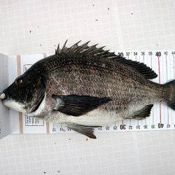 フルコンタクト 釣果