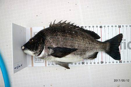 フルコンタクト 釣果