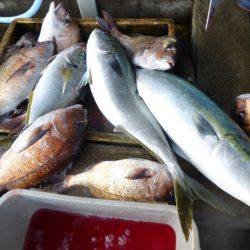 海釣り公園みかた 釣果
