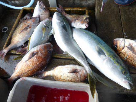 海釣り公園みかた 釣果