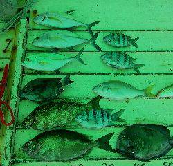 本部釣りイカダ 釣果