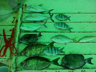 本部釣りイカダ 釣果