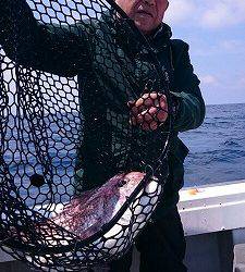 海龍丸(福岡) 釣果
