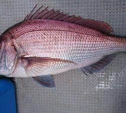 海龍丸(福岡) 釣果