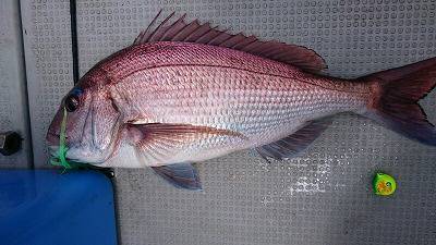 海龍丸(福岡) 釣果