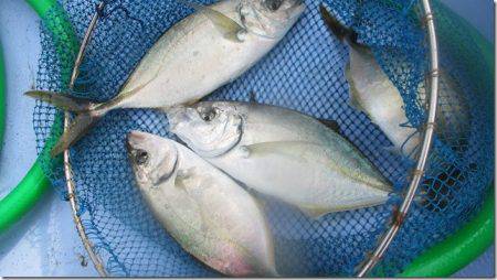 海正丸 釣果