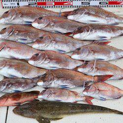 松本釣船２ 釣果