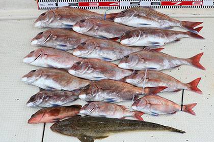 松本釣船２ 釣果