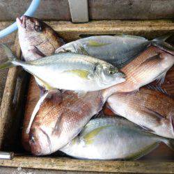 海釣り公園みかた 釣果