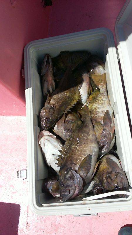 第八平成丸 釣果