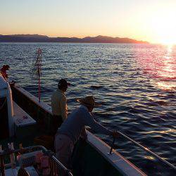 第三むつりょう丸 釣果