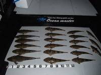 オーシャンマスター 釣果