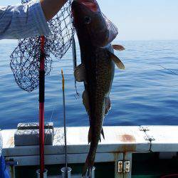 第三むつりょう丸 釣果