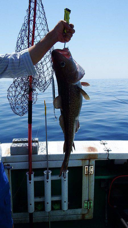 第三むつりょう丸 釣果