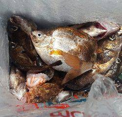 内浜丸 釣果