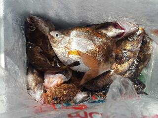 内浜丸 釣果