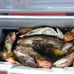 第八平成丸 釣果