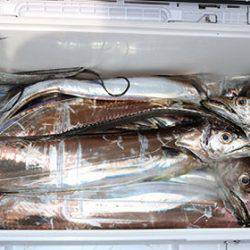 松本釣船2 釣果