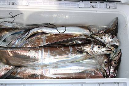 松本釣船2 釣果