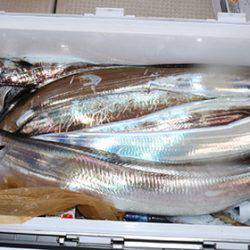 松本釣船2 釣果