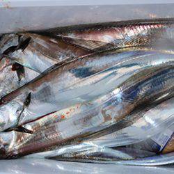 松本釣船2 釣果