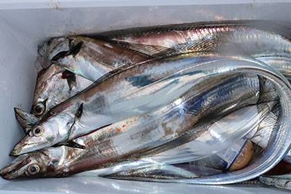 松本釣船2 釣果