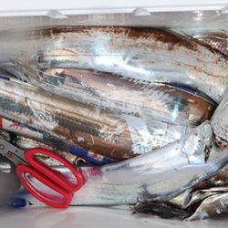 松本釣船2 釣果