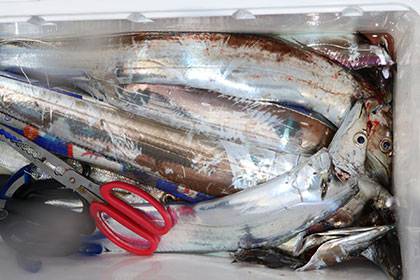 松本釣船2 釣果