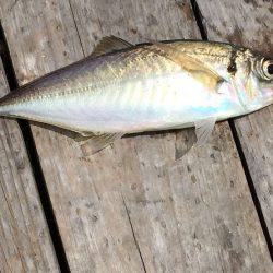 フィッシングパーク錦 釣果