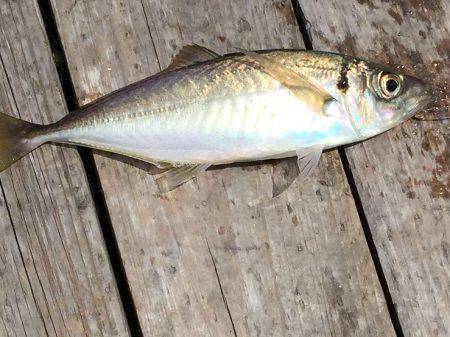 フィッシングパーク錦 釣果