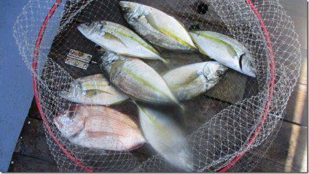 海正丸 釣果
