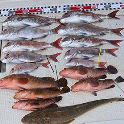 松本釣船2 釣果