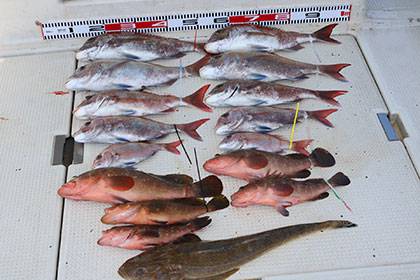 松本釣船2 釣果