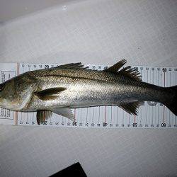 フルコンタクト 釣果