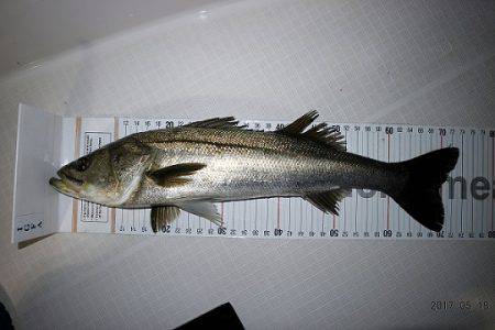 フルコンタクト 釣果