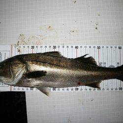 フルコンタクト 釣果