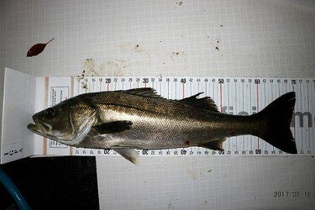 フルコンタクト 釣果