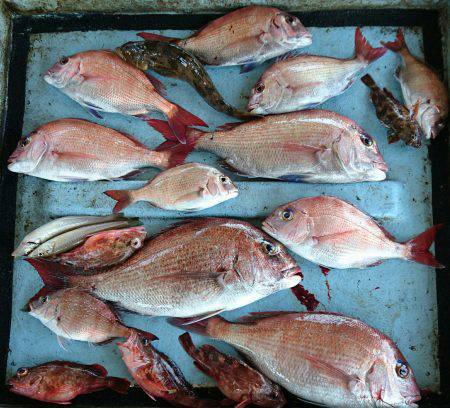 明神釣船 釣果