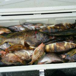 第八平成丸 釣果