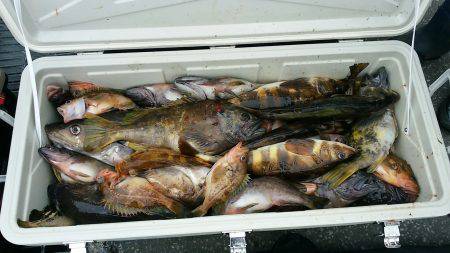 第八平成丸 釣果