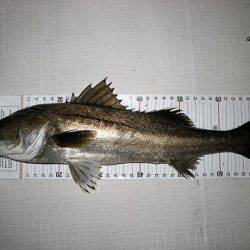 フルコンタクト 釣果