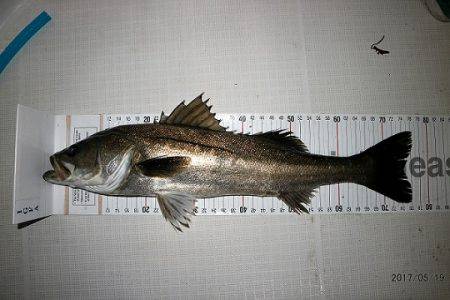 フルコンタクト 釣果