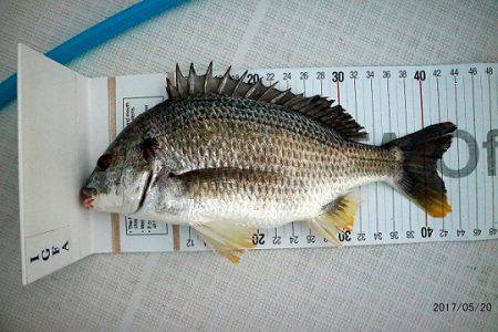 フルコンタクト 釣果