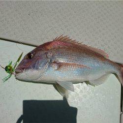 マタウマリンサービス 釣果