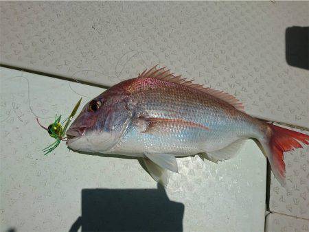 マタウマリンサービス 釣果