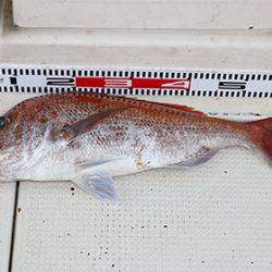 松本釣船２ 釣果