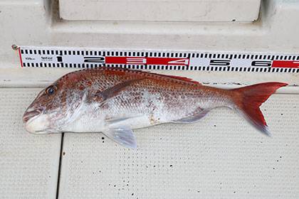 松本釣船２ 釣果