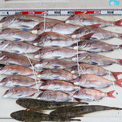 松本釣船２ 釣果