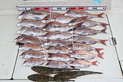 松本釣船２ 釣果