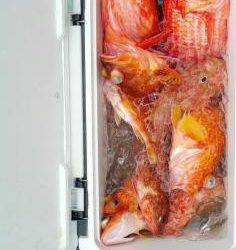 長栄丸(静岡) 釣果